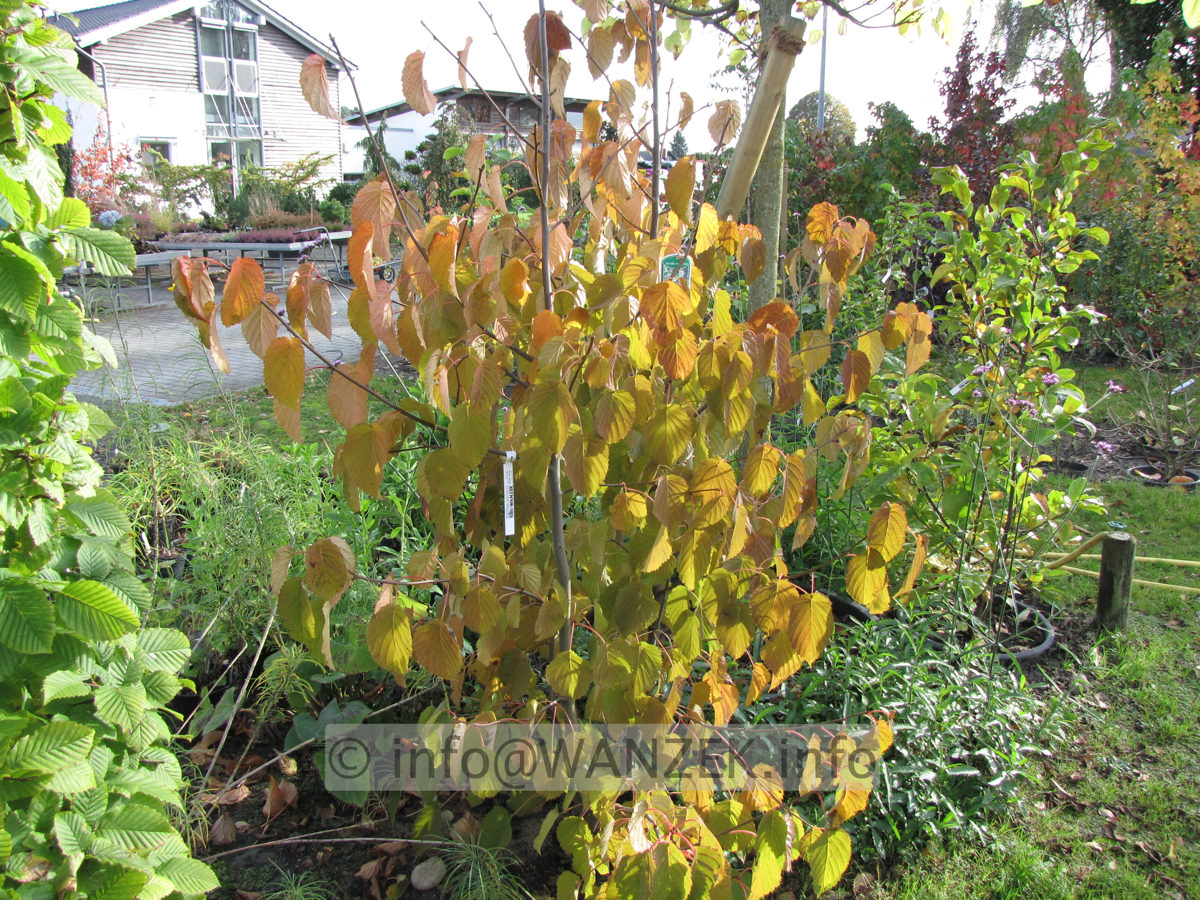 Davidia involucrata - Herbst.JPG